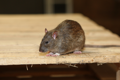 Ratten aanpakken 